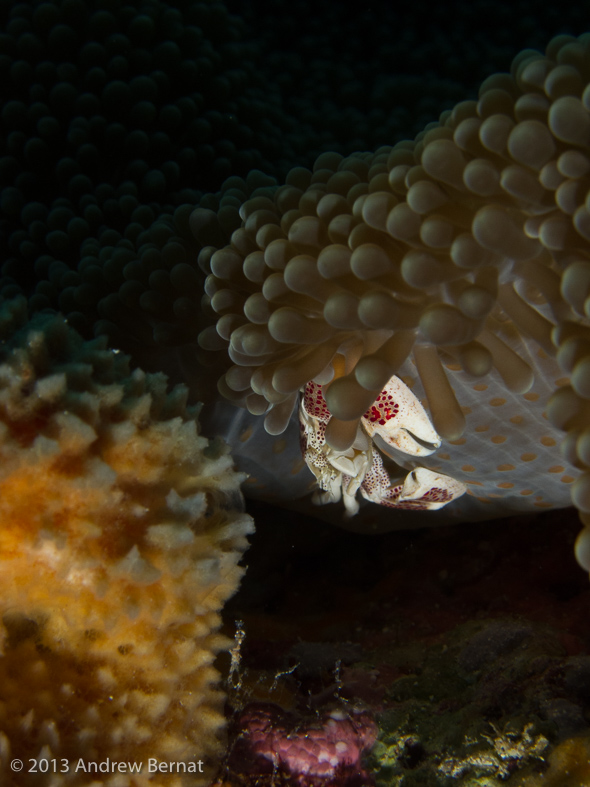 Spotted Box Clam