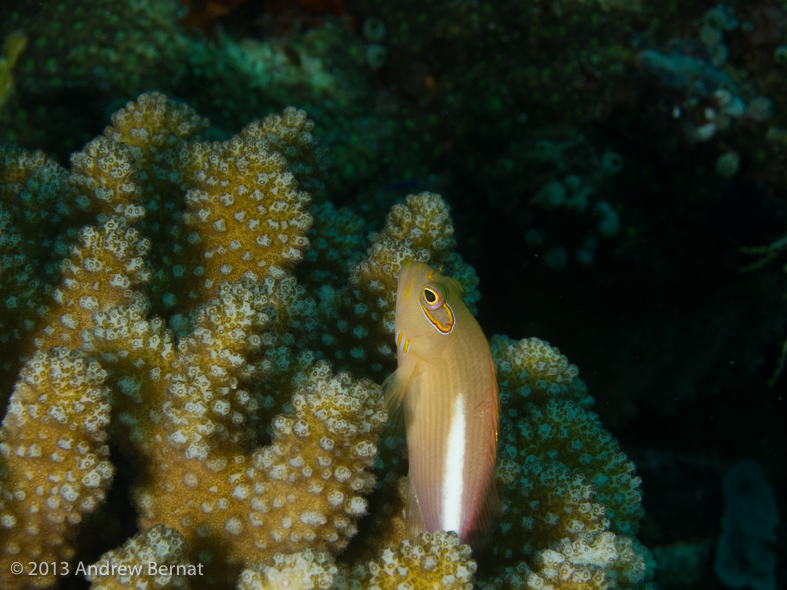 Arc-eye Hawkfish