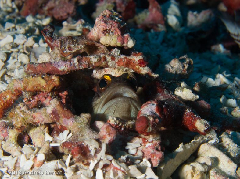 Yellowbarred Jawfish