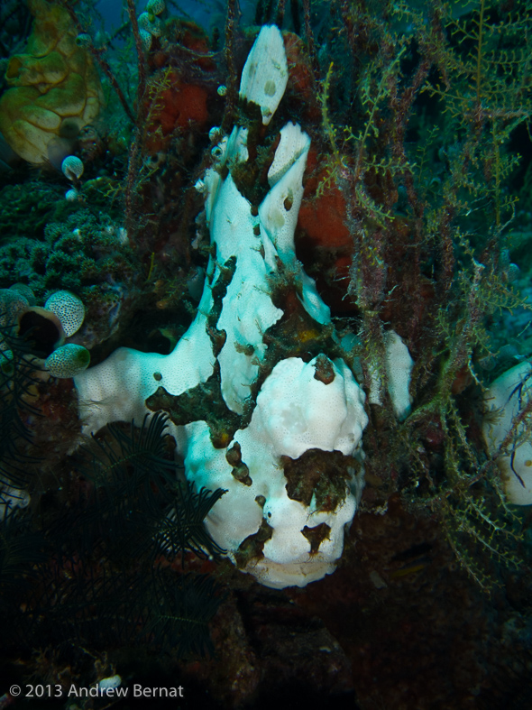 Giant Frogfish