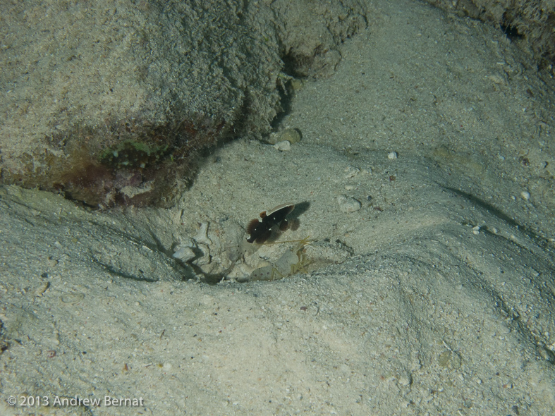 Whitecap Shrimpgoby with its shrimp