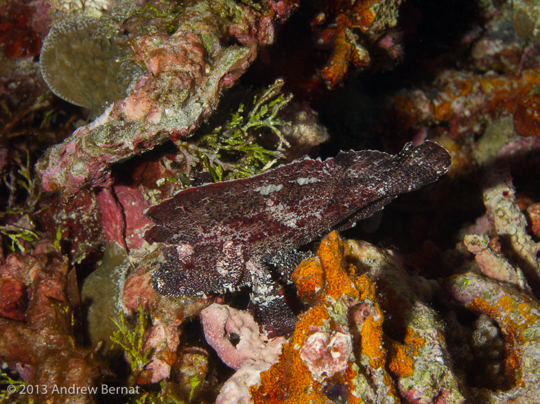 Leaf Scorpionfish