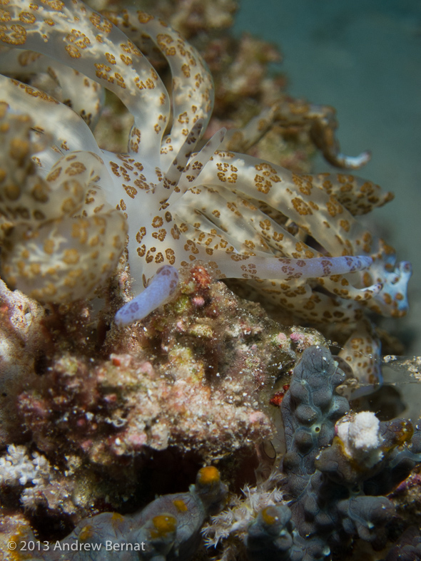 Solar Powered Nudibranch