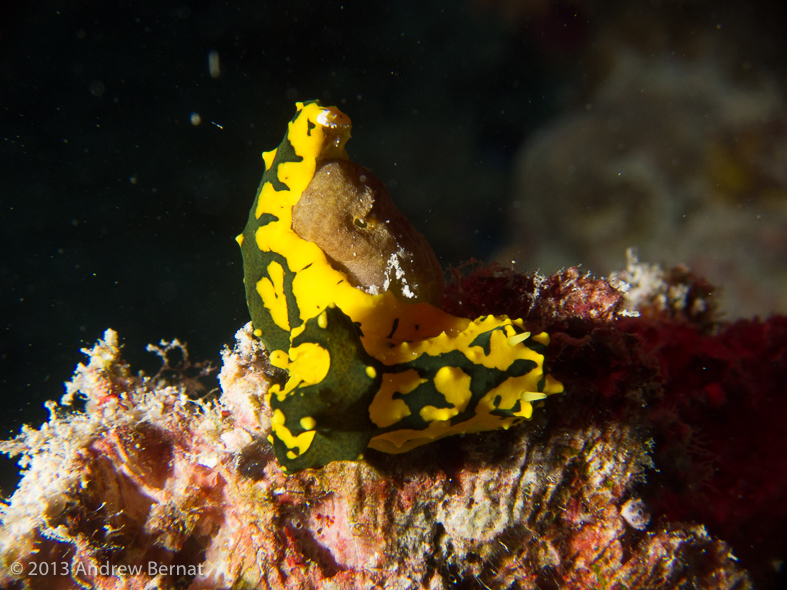 Banana Nudibranch