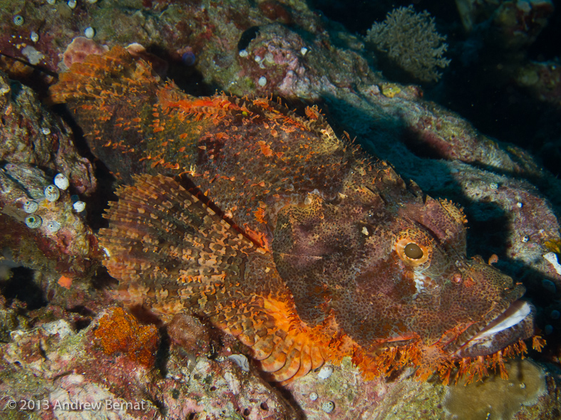 Painted Scorpionfish