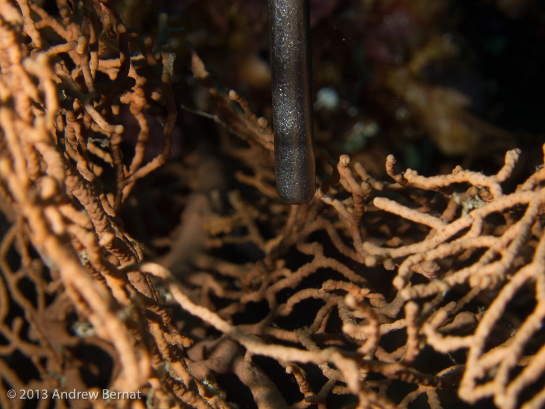 Denise Pygmi Seahorse 