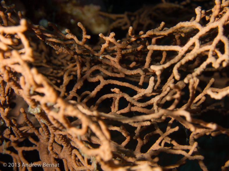 Denise Pygmy Seahorse