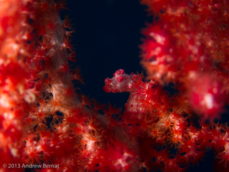 Bargibanti Pygmy Seahorse