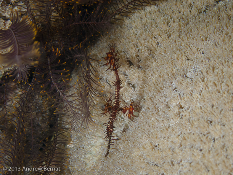 Ornate Ghost Pipefish