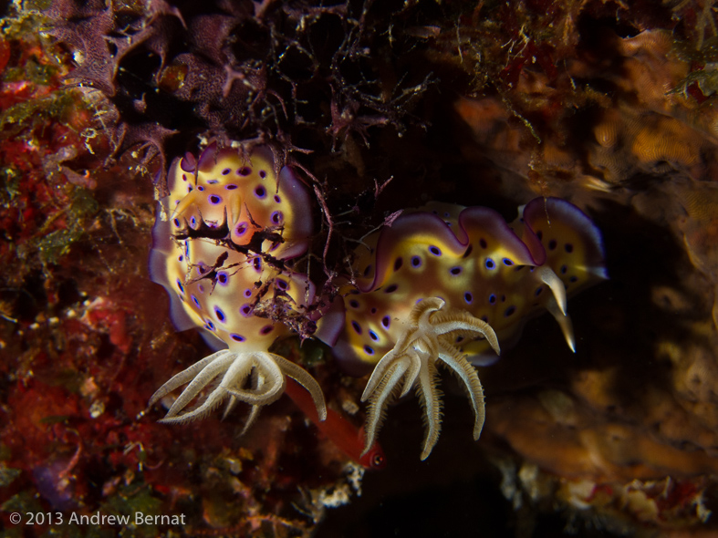 Kunie's Chromodoris Nudibranchs