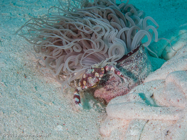 Harlequin Swimming Crab