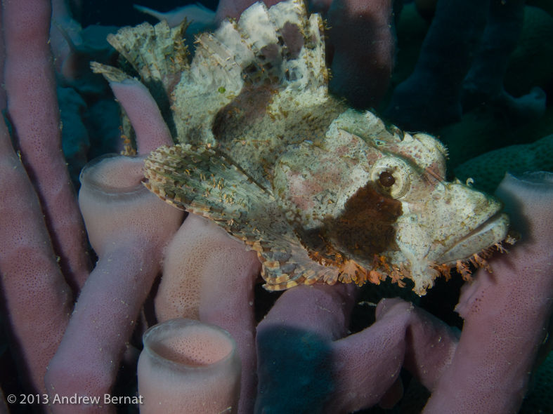 Papuan Scorpionfish