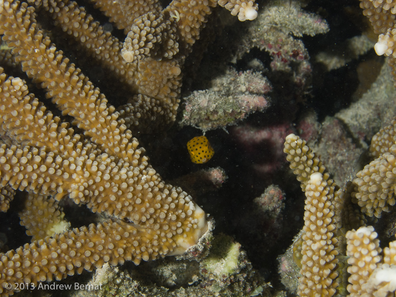 Yellow Boxfish juvenile