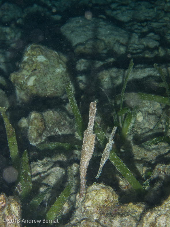 Robust Ghost Pipefish