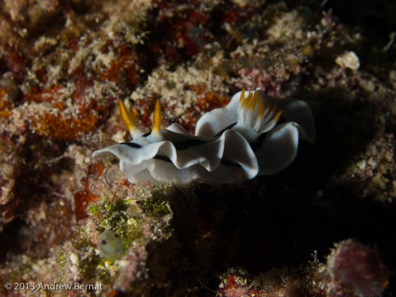 Diana's Chromodoris Nudibranch