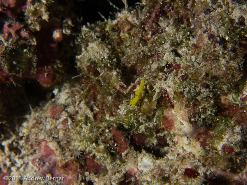 Banana Nudibranch