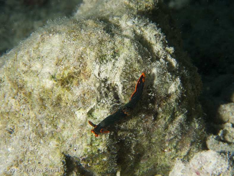 Kubaryana's Nembrotha Nudibranch