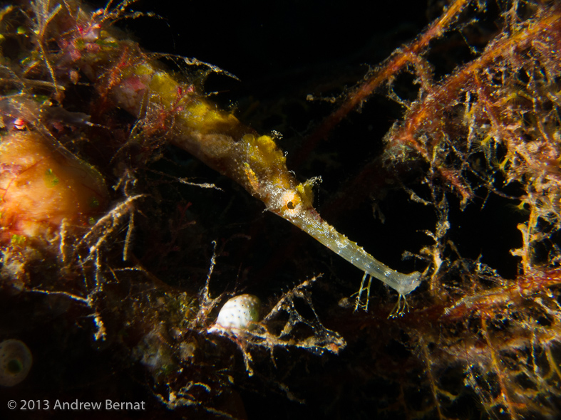 Winged Pipefish