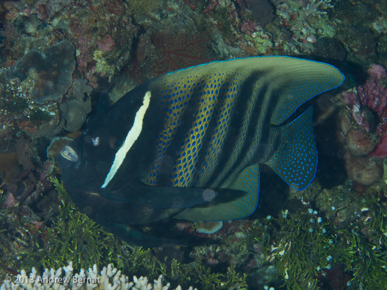 Six-banded Angelfish