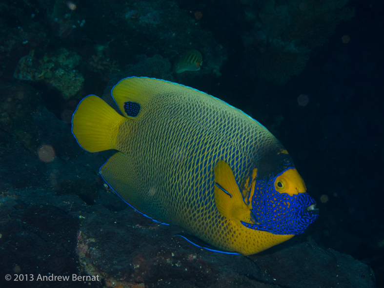 Yellow-mask Angelfish