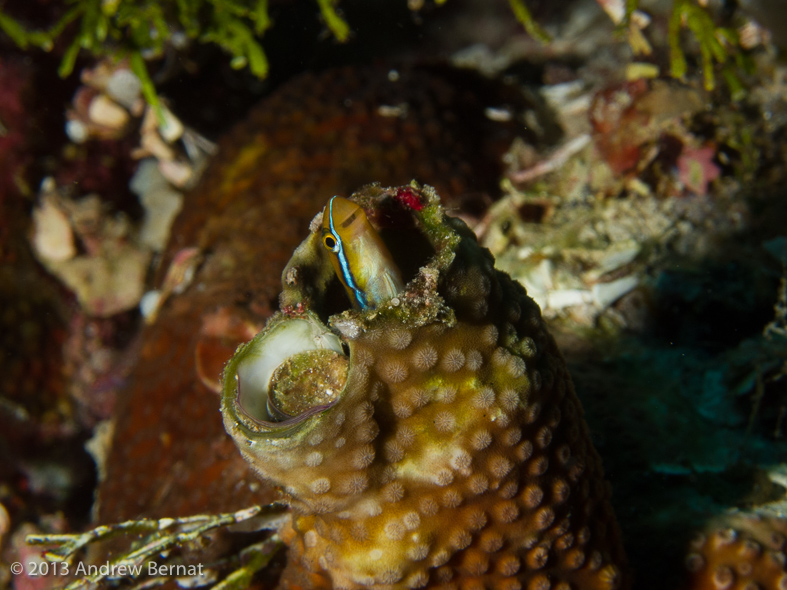 Bluestriped Fangblenny