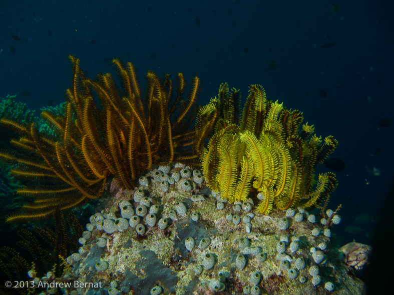 Feather Stars