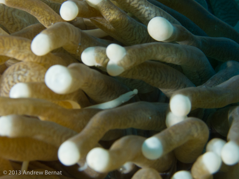 Mushroom Coral Pipefish