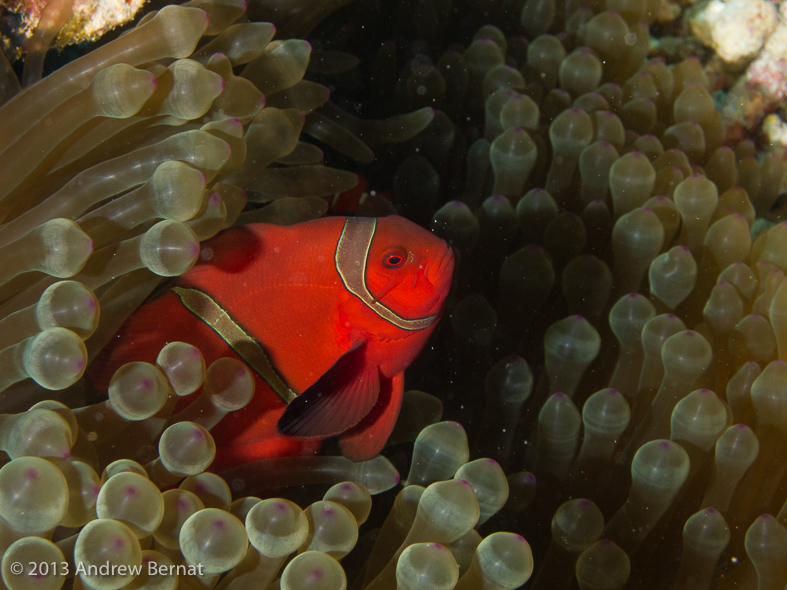 Spinecheek Anemonefish