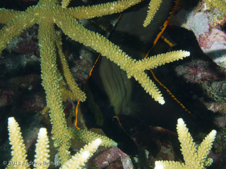 Pinnate Spadefish