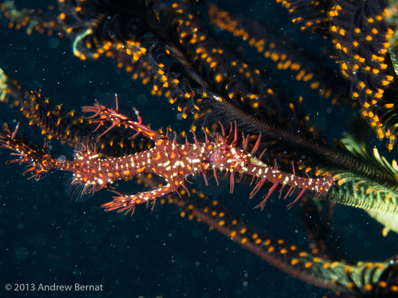 Ornate Ghost Pipefish