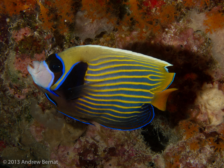 Emperor Angelfish