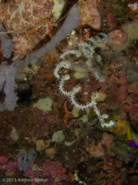 Wire Coral