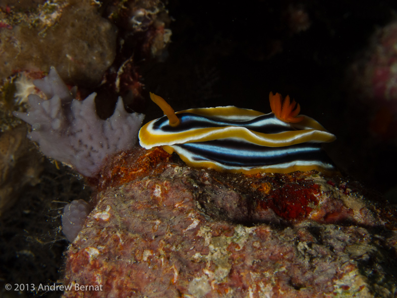 Magnificent Chromodoris