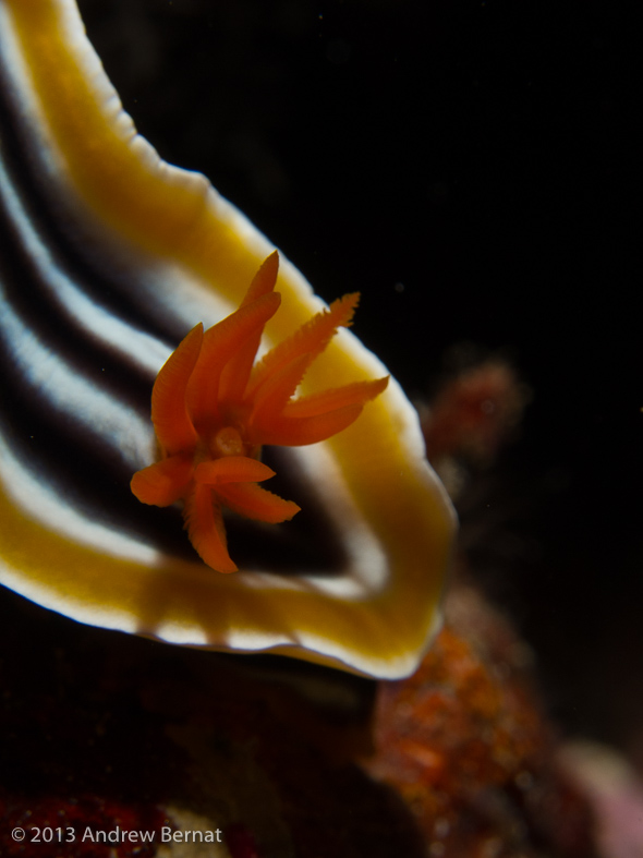 Magnificent Chromodoris