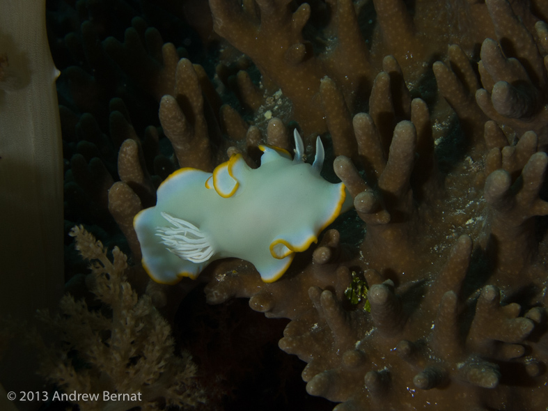 Heron Ardeadoris Nudibranch